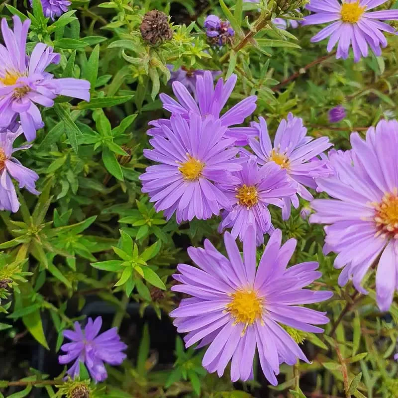 aster-dumosus-lady-in-blue.webp