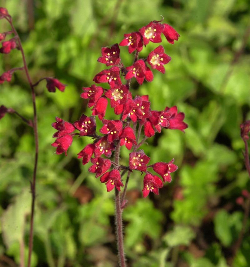Heuchera-sanguineaLeuchtkafer.jpg