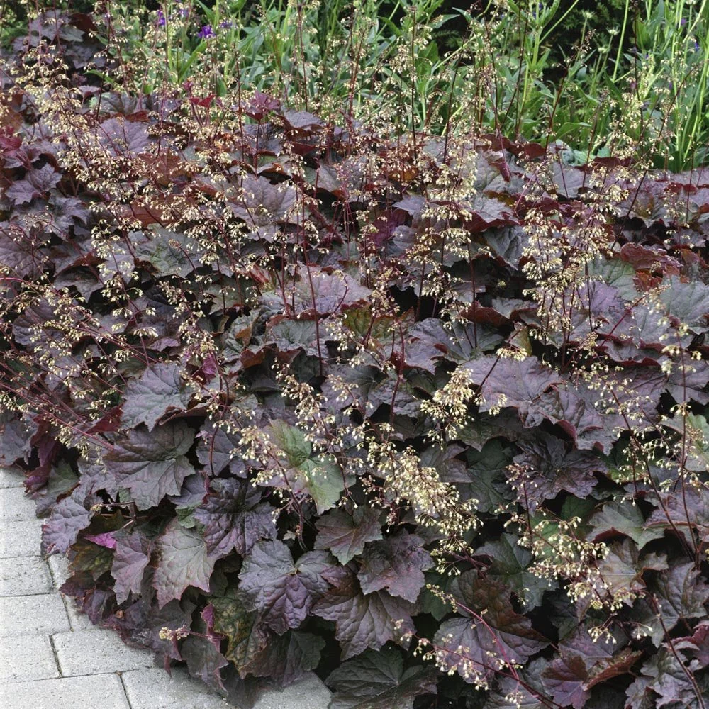 heucherapalacepurple1.jpg