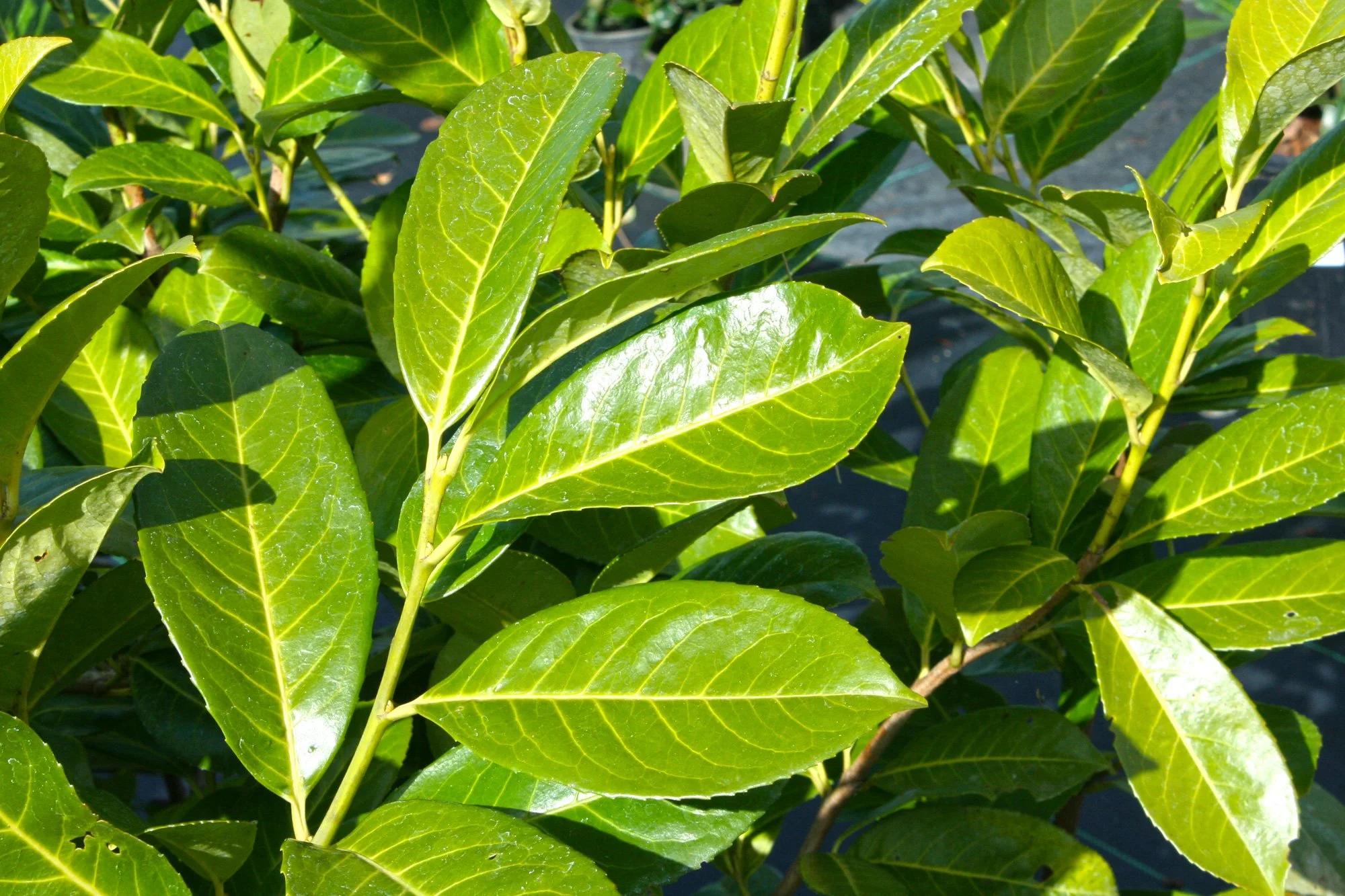 Prunus-English-Laurel-IMG_3438.jpg
