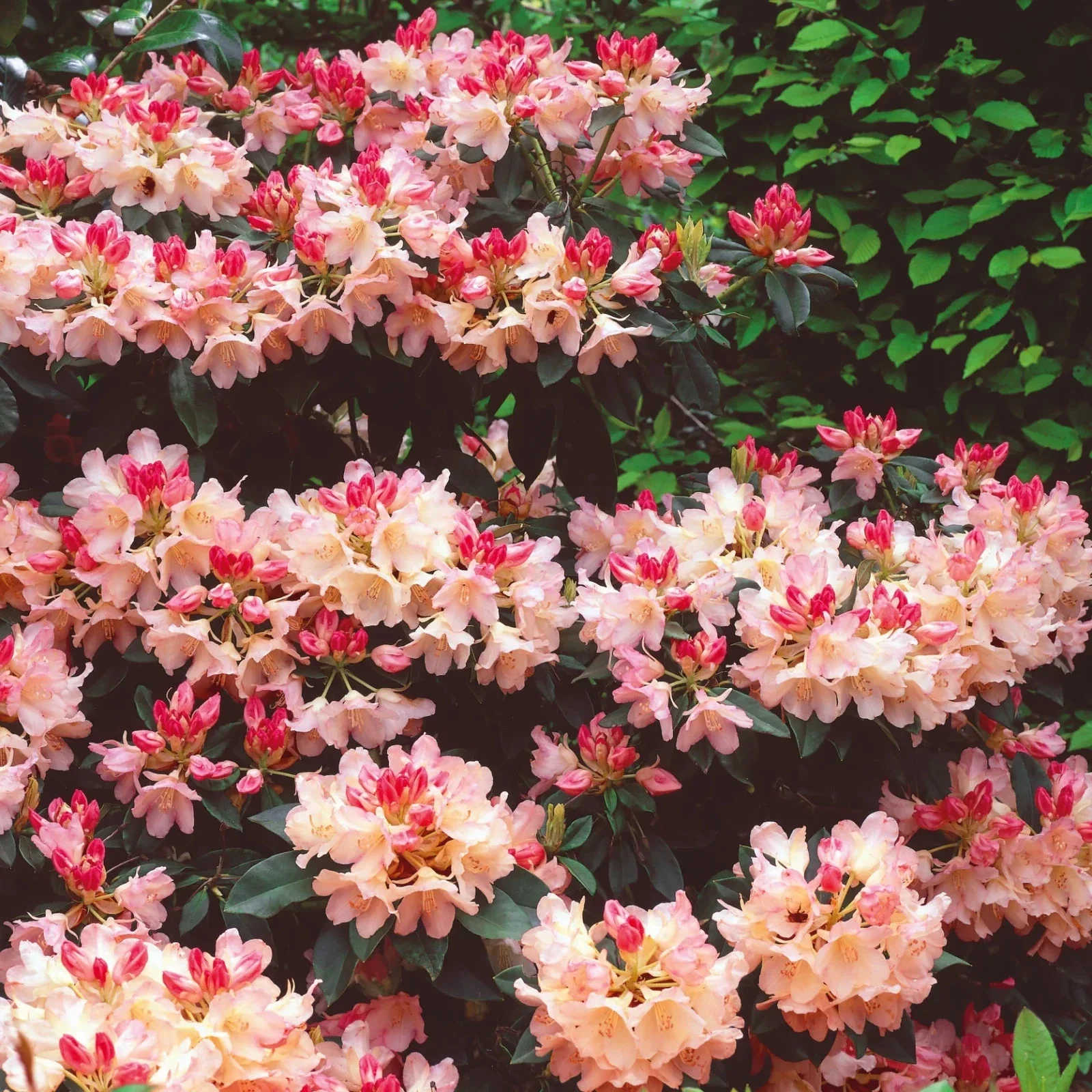 Rhododendron Dreamland - 4Ltr Pot