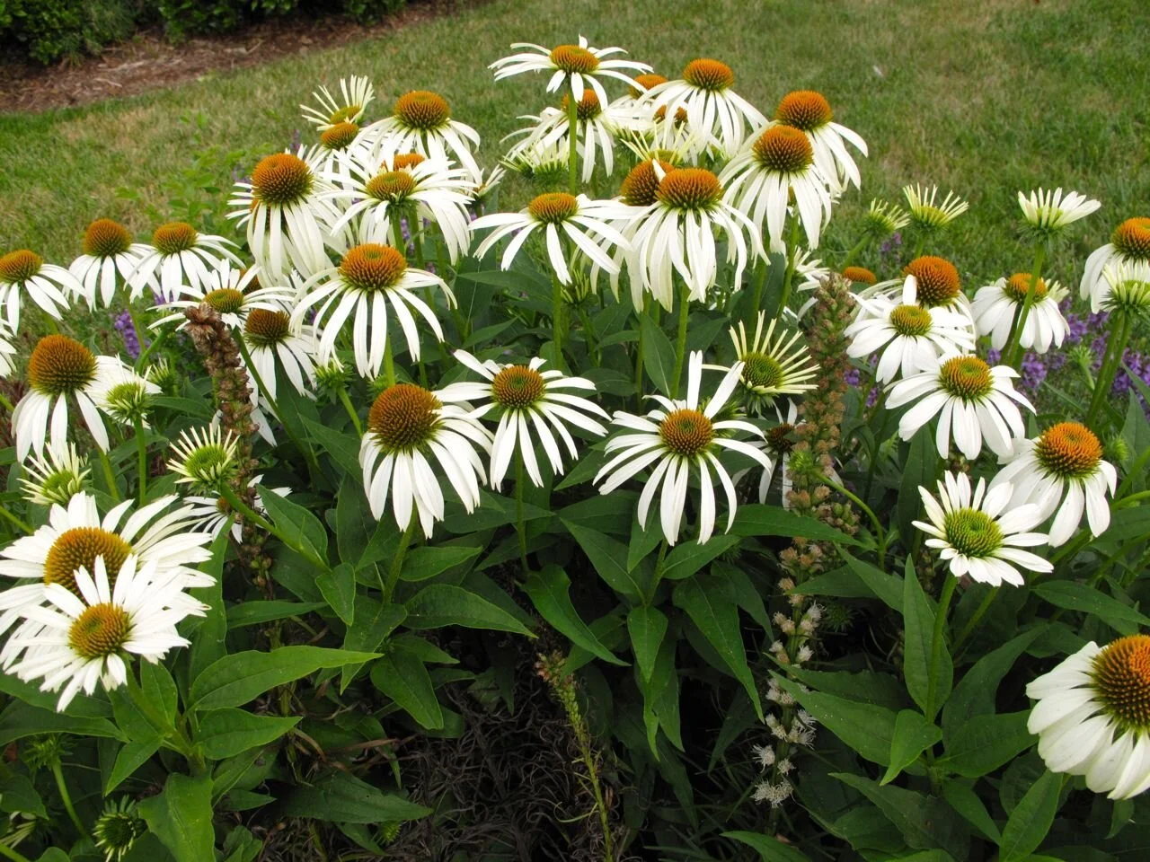 echinacea-purpurea-white-swan-coneflower.jpg
