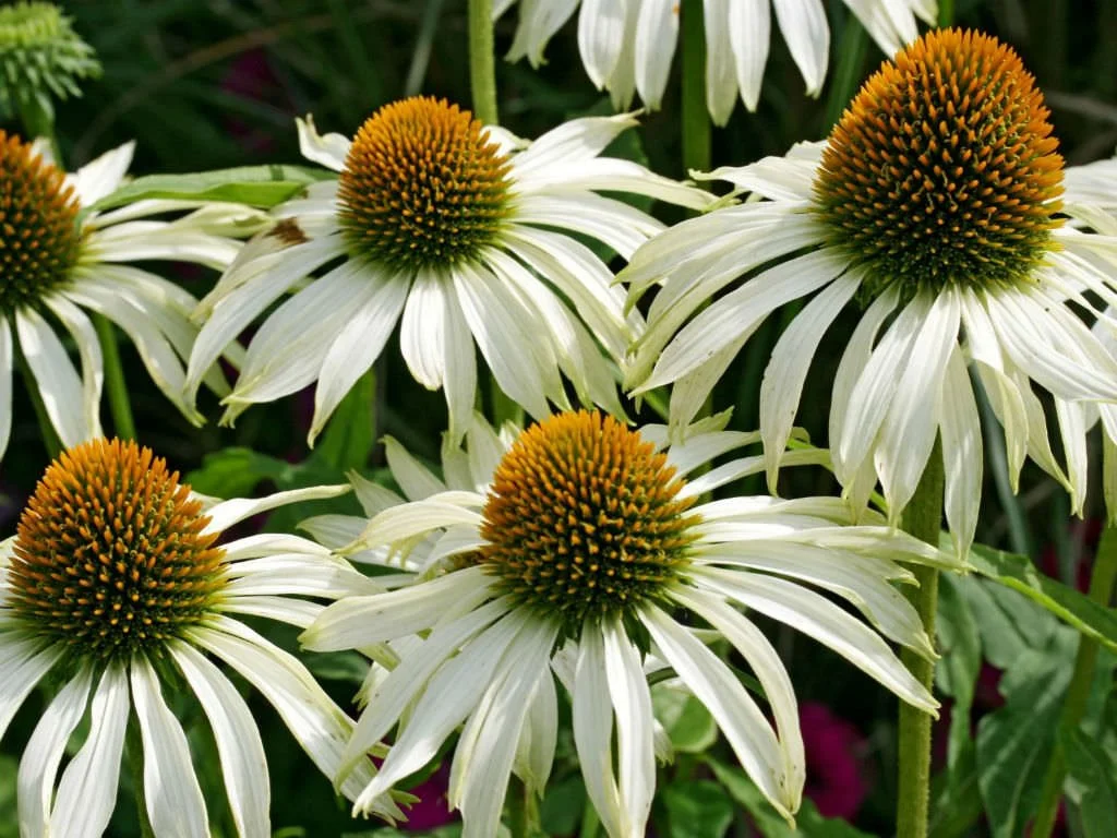Echinacea-purpurea-White-Swan-White-Swan-Coneflower3.jpg