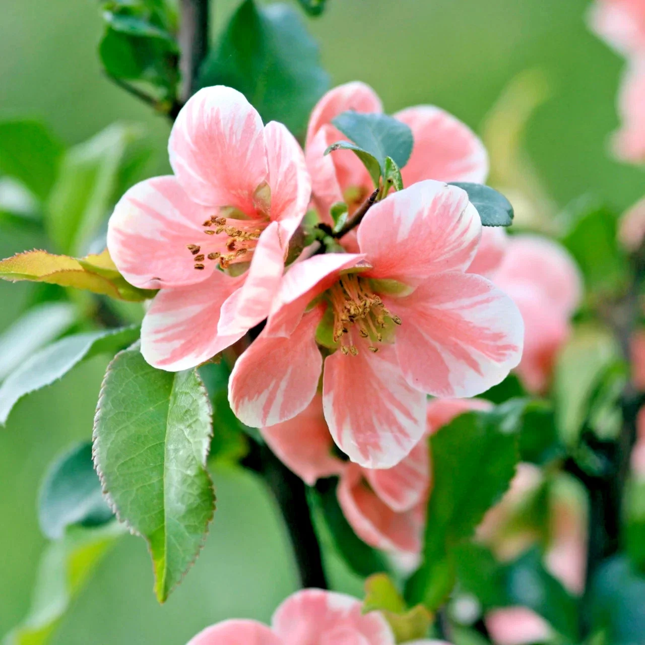 Chaenomeles Madame Butterfly Quince - 3Ltr Pot