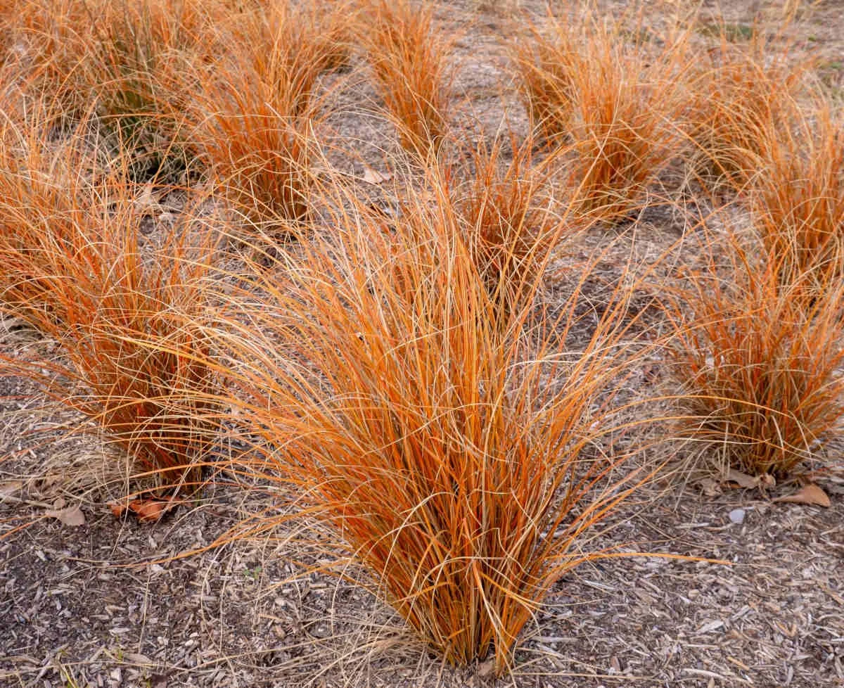 Carex-Comans-Bronze.jpg