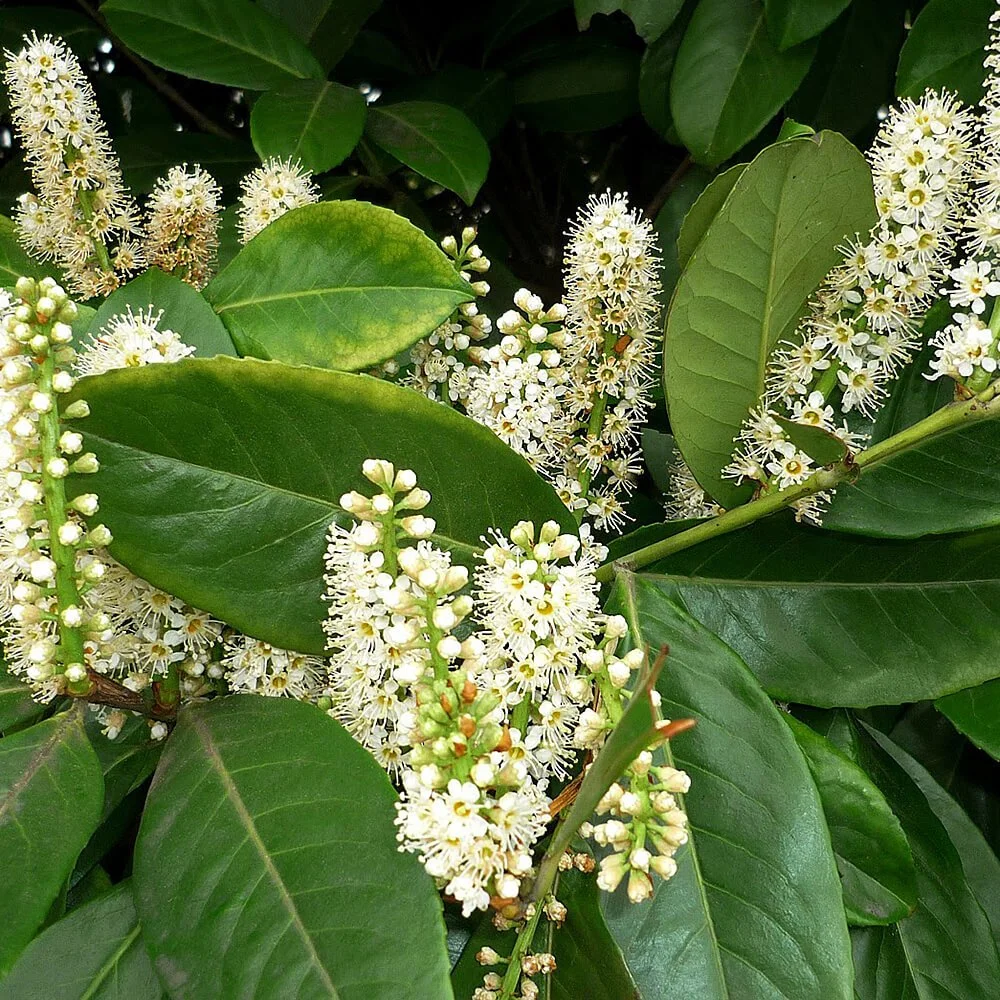 Prunus-Laurocerasus-Cherry-Laurel.jpg