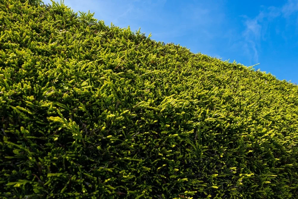 shutterstock_2201949373.jpg