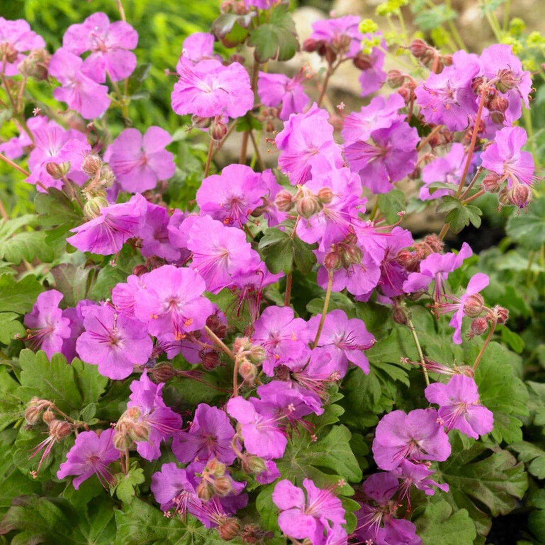 geranium-cantabrigiense-karmina-geranio.jpg