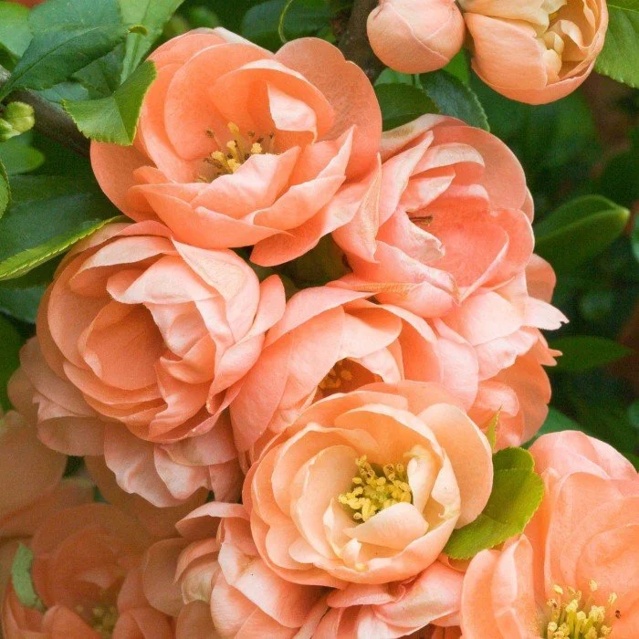 chaenomeles-speciosa-geisha-girl-flowering-quince-5c6.jpg