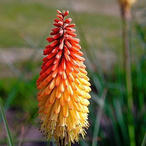 Kniphofia Ulvaria Flamenco - Deluxe 1Lt Pot