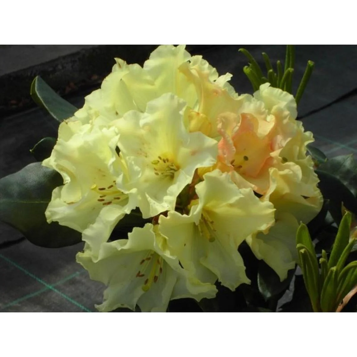 PE.042153.0000.0000.0000_Rhododendron_Horizon_Monarch_00_GiMDosr.jpg