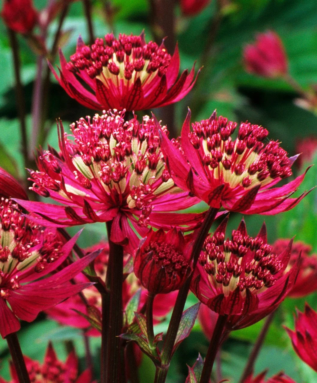 Astrantia Major Red - Deluxe 3Lt Pot