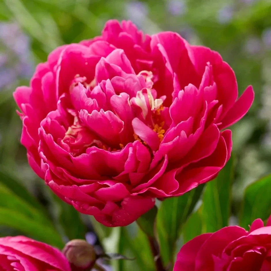 Peony Karl Rosenfeild - 3Ltr Pot