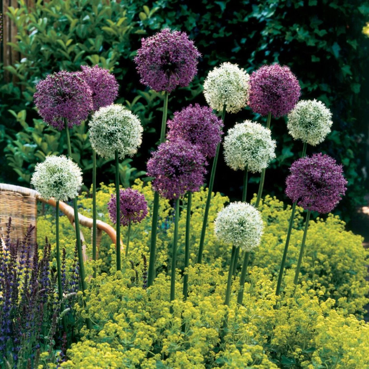 Allium_Giant_Bulb_Mix_0016434_2__98722.jpg