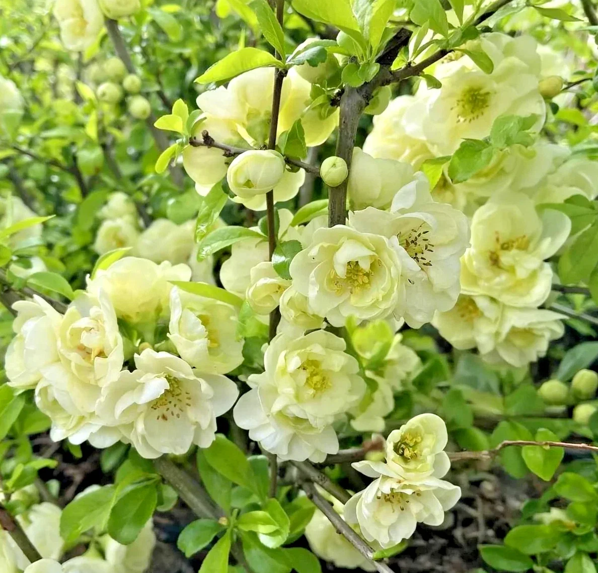 Chaenomeles Speciosa Yukigoten Quince - 3Ltr Pot