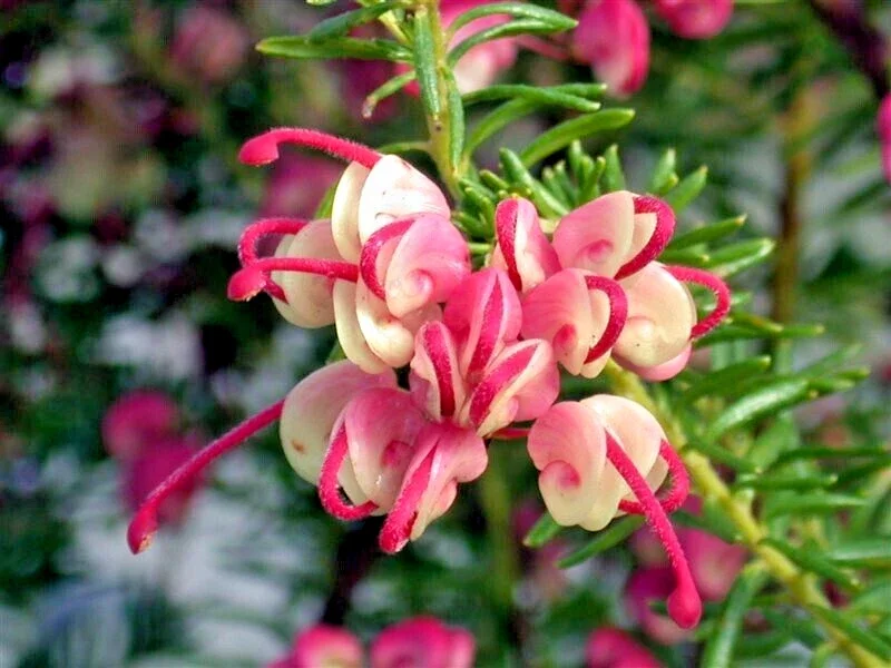 Grevillea Mount Tamboritha - 3Ltr Pot