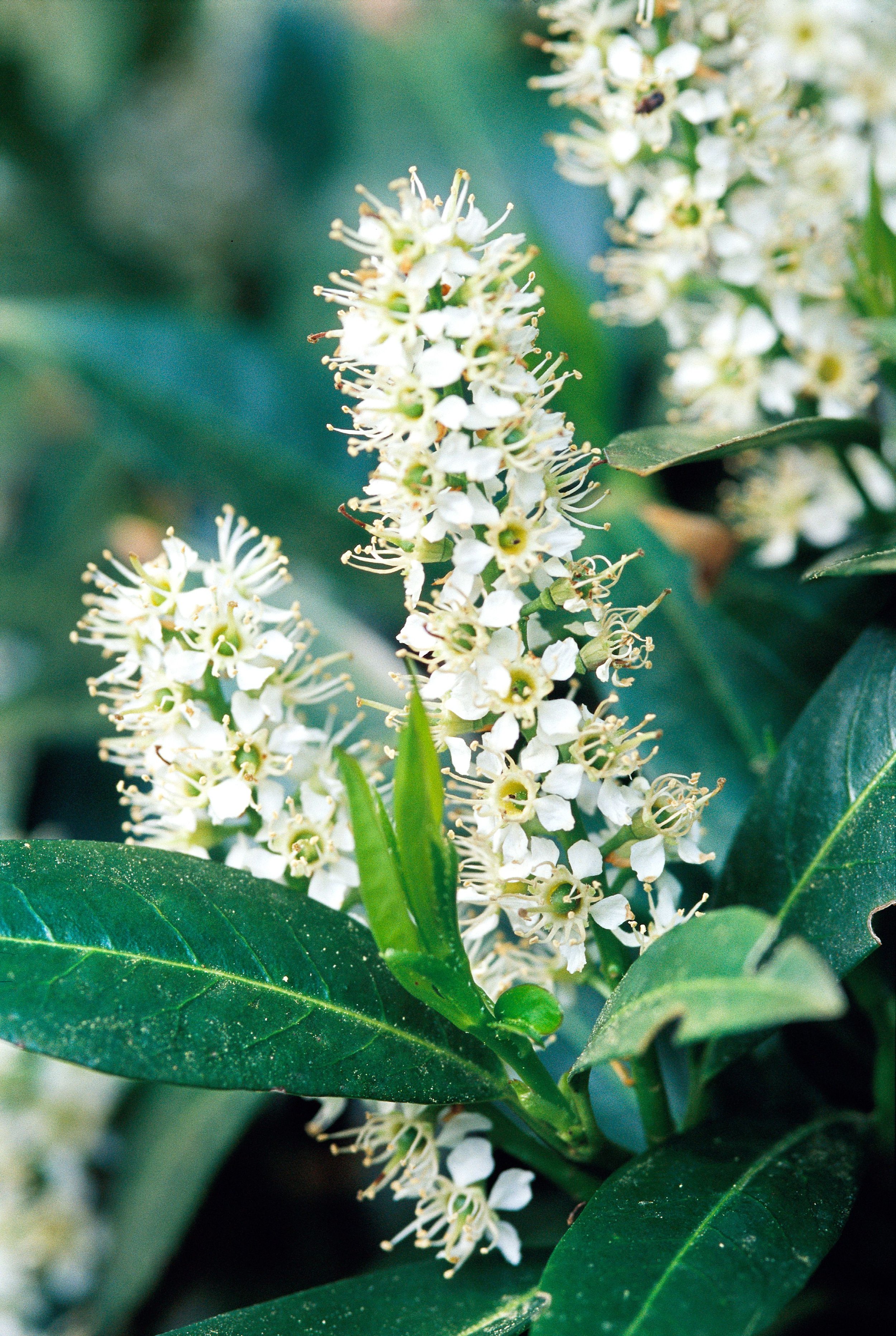 BHG-Prunus-laurocerasus-760uV2HWKbyB-aPE7SqLjp-6edce242452d473c9fec9d9c184deb82.jpg