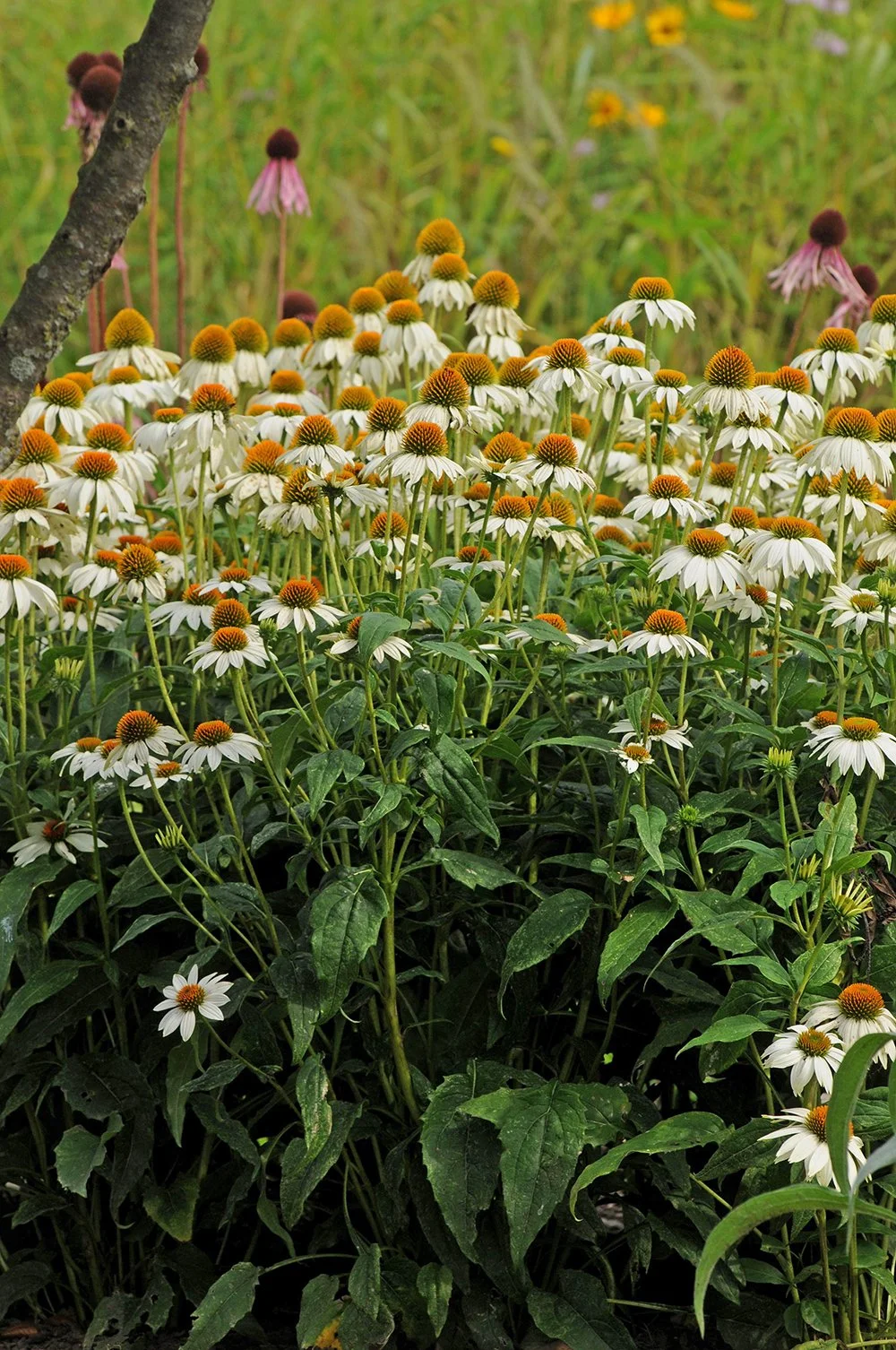Echinacea_PowWow_White_ECHPOWW-_BHC_1_A.jpg