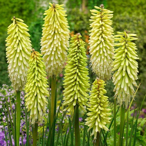 Kniphofia_Collection_x4_1016396_2__20860.webp