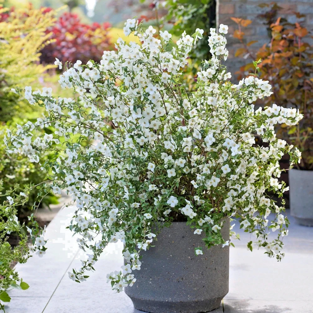 Philadelphus Mont Blanc Mock Orange - 3Ltr Pot