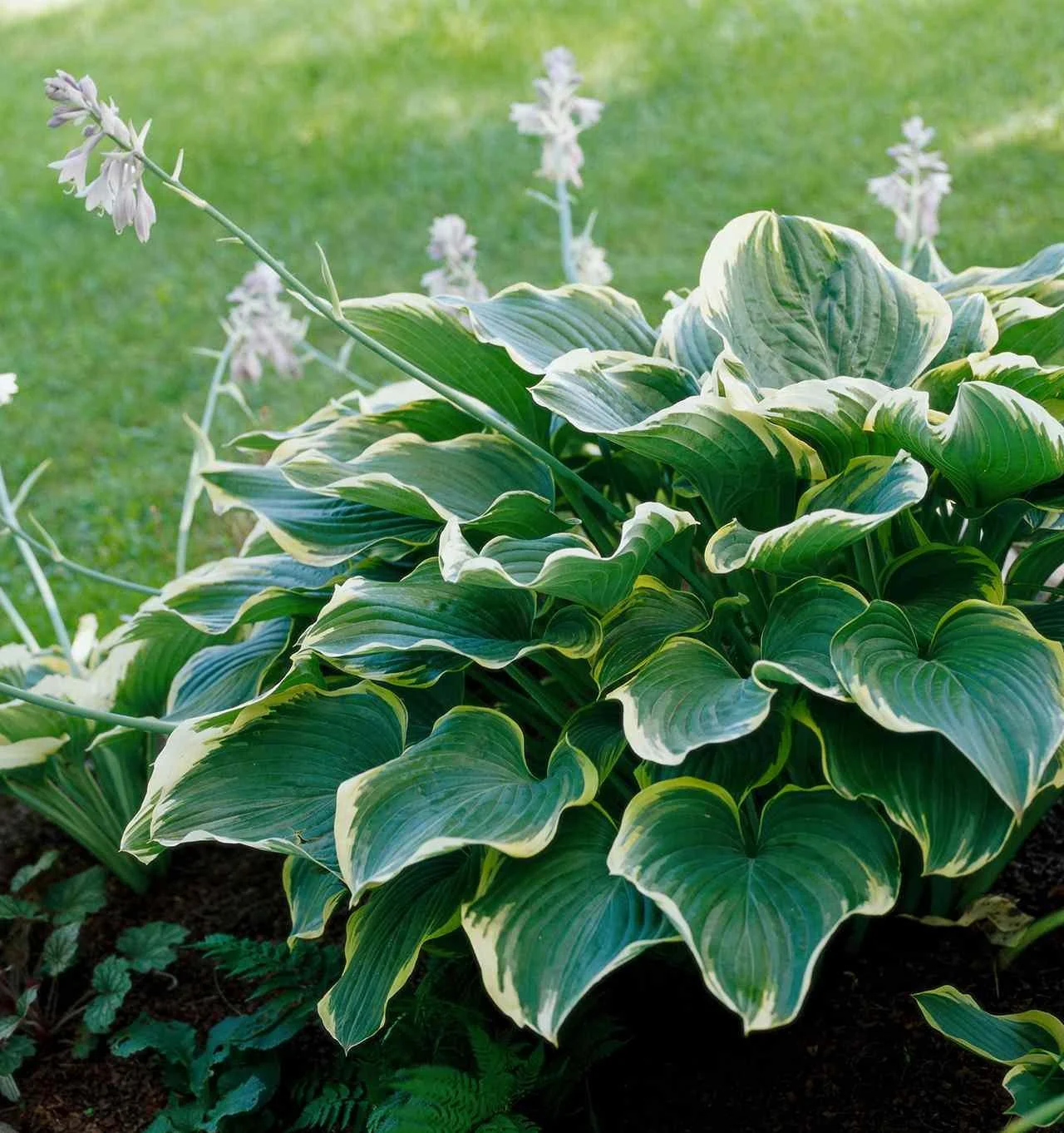 sagae-hosta-fc6e3dbc-726e032542ac405cb35195c4e7e5fd31.jpg