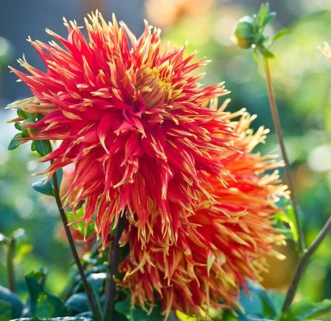 Dahlia Show & Tell - 3Ltr Pot