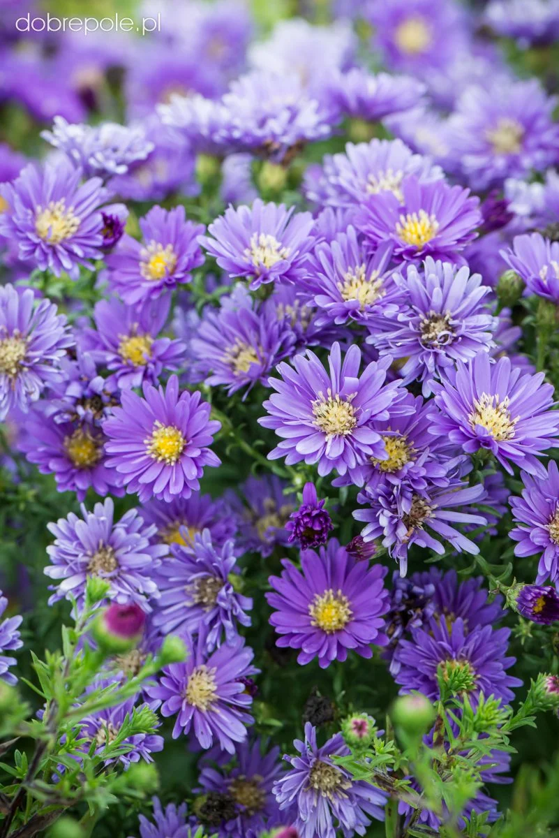 aster-dumosus-island-samoa-1.jpg
