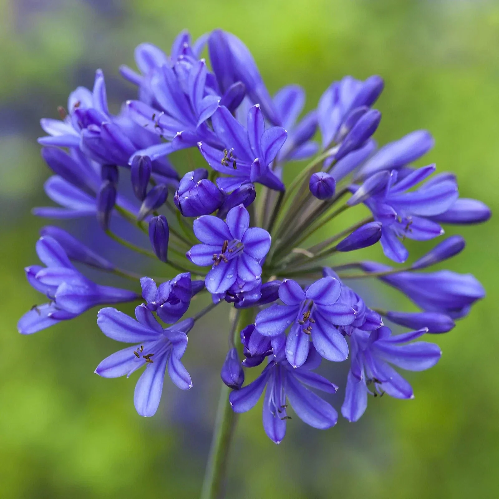 Agapanthus Blue African Lily - 3Ltr Pot