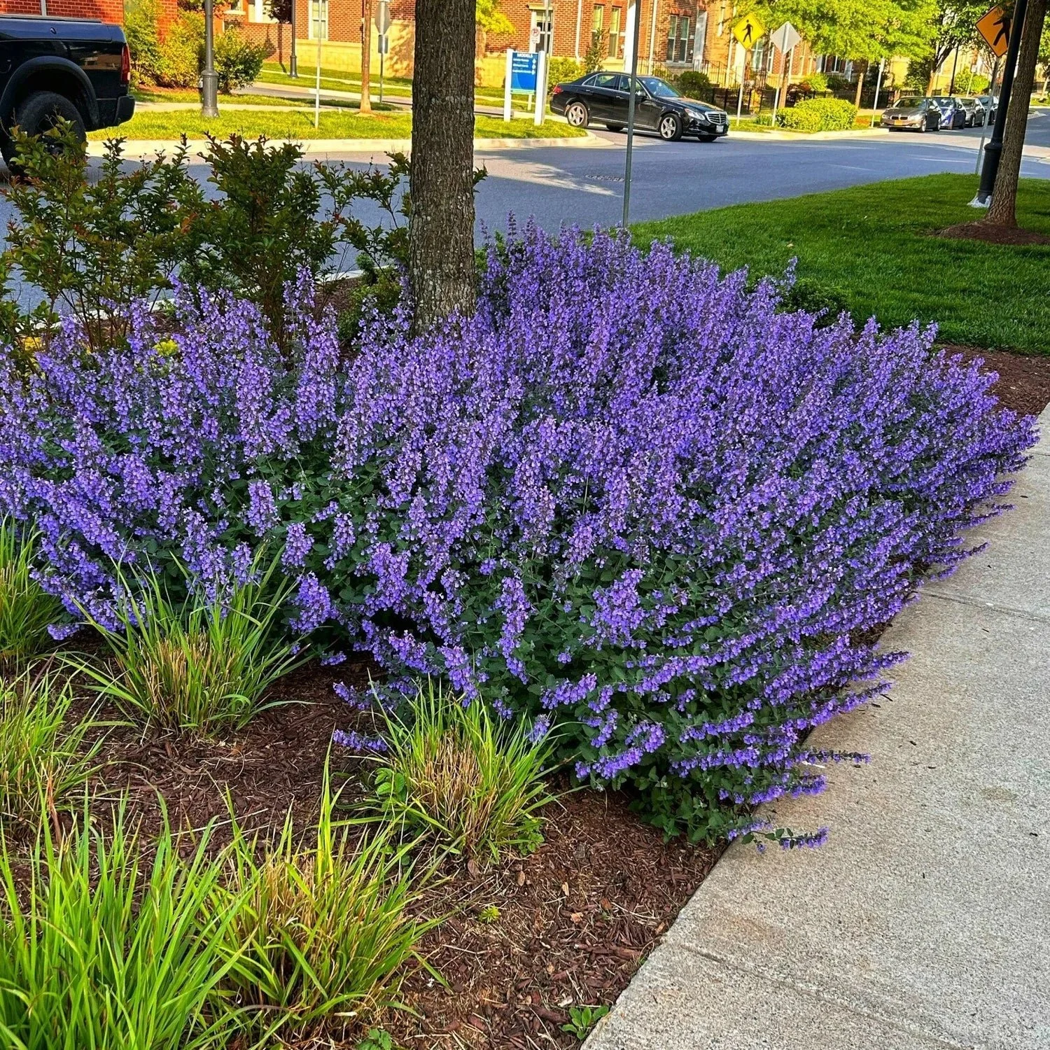 sidewalk_planting_of_nepeta_catmint_and_grasses.jfif