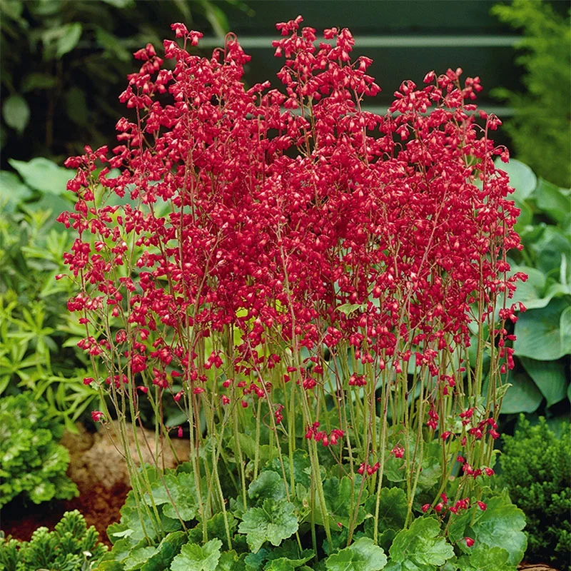 heuchera-firefly-coral-bells_1.webp