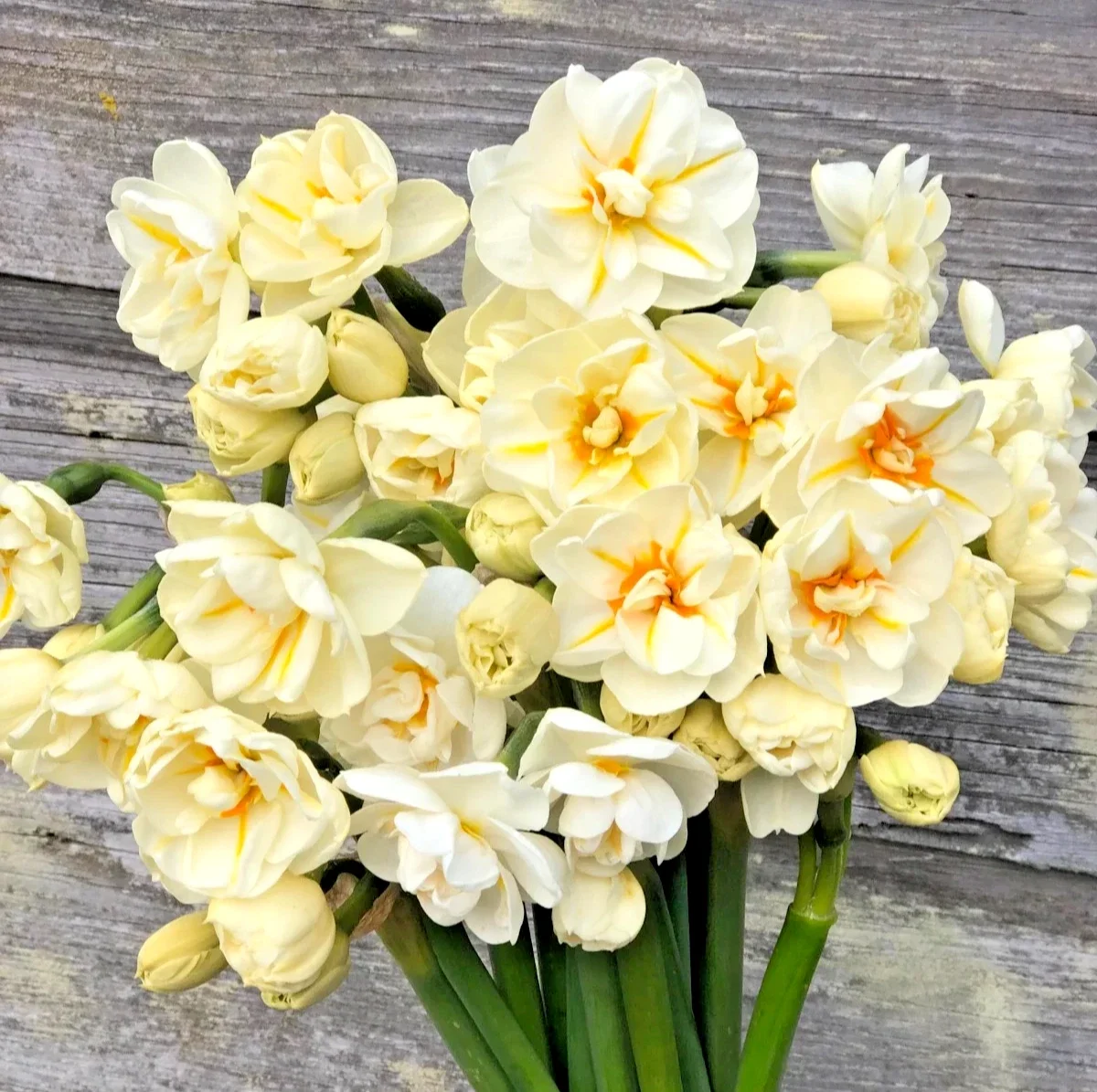 Daffodil Sir Winston Churchill - 2Ltr Pot