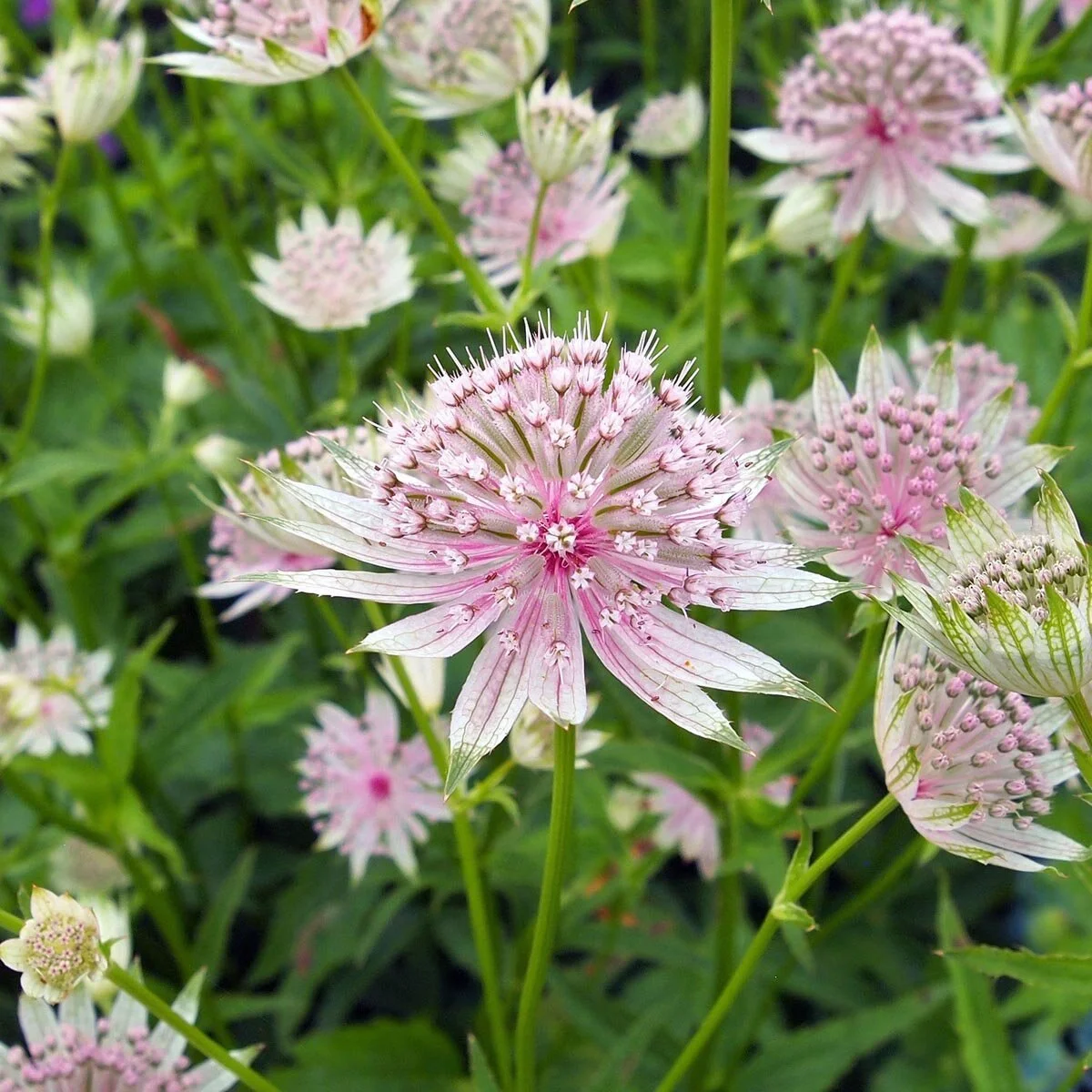 grosse-sterndolde-astrantia-major-samen.jpg