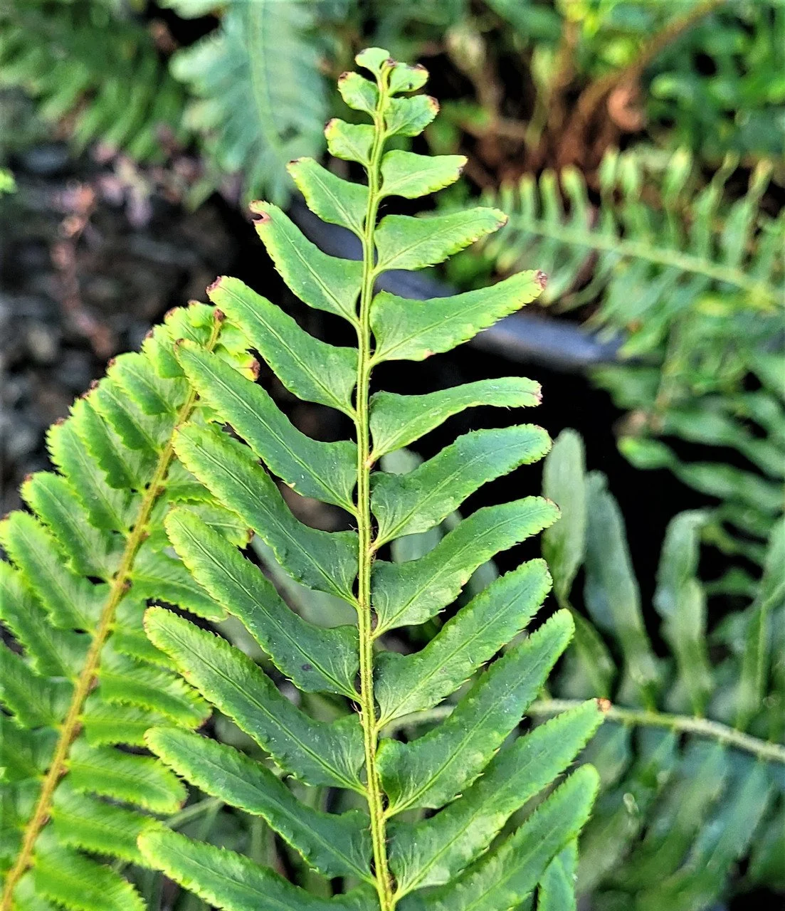 Polystichum_munitum_foliage__71783.jpg