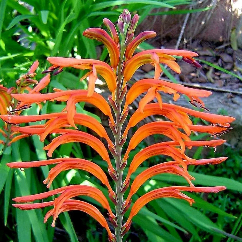 Chasmanthe Floribunda Cobra Lily 3Ltr Pot