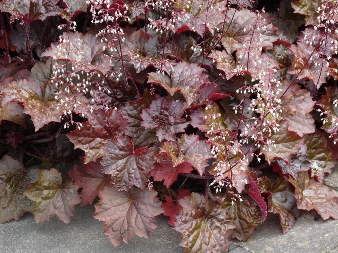 heuchera_micrantha_palace_purple_purperklokje.jpg