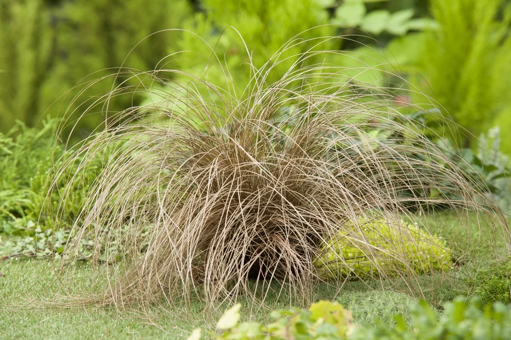 Carex-comans-Bronze-Form.jpg