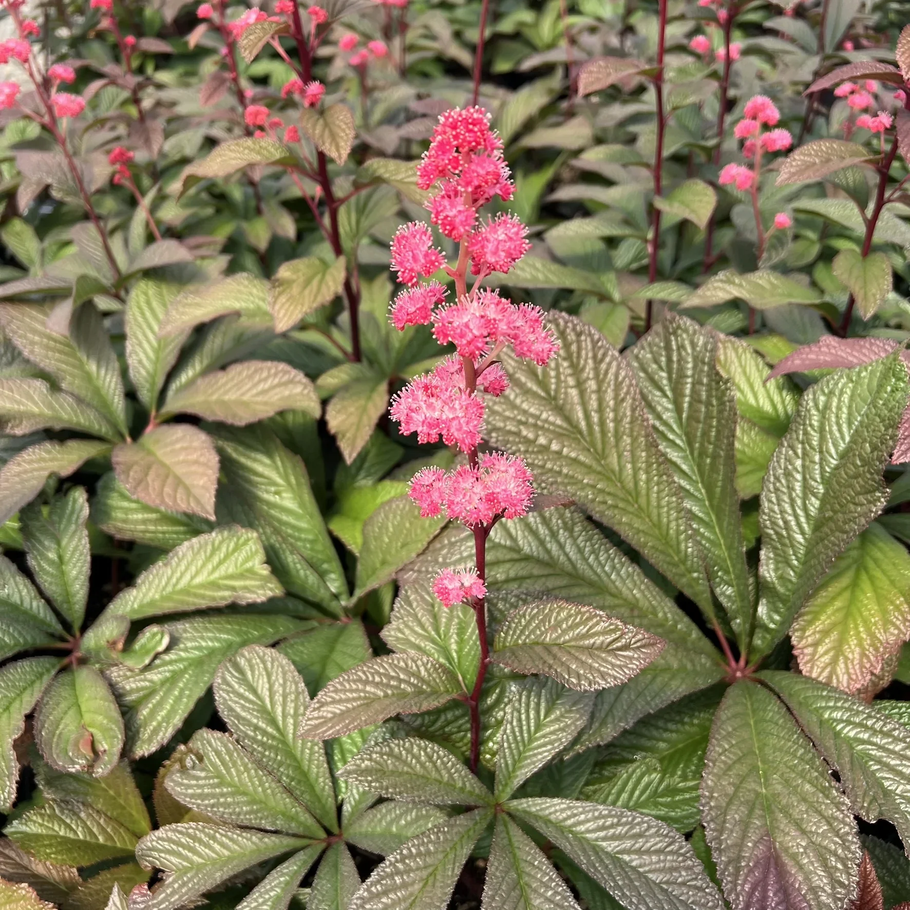 Rodgersia-Bronze-Peacock.webp