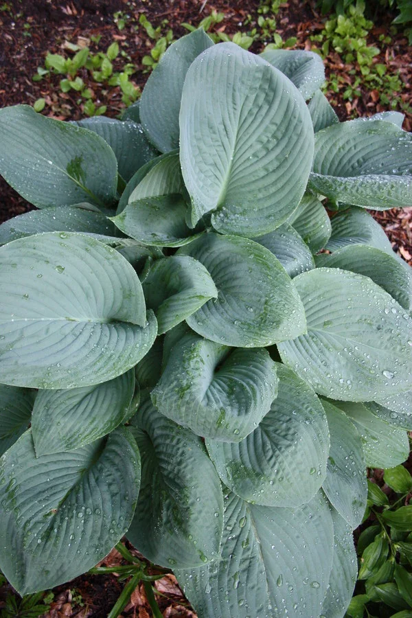 Hosta-Prince-of-Wales.i-14996.s-66668.r-1.webp