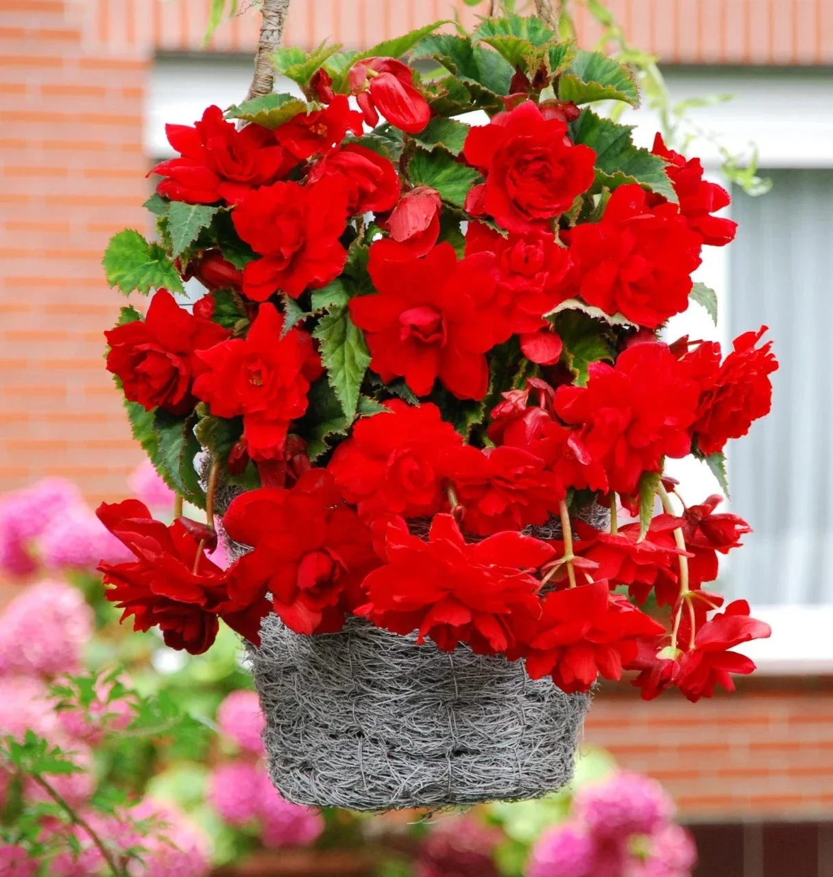 Begonias Double Red - 3Ltr Pot