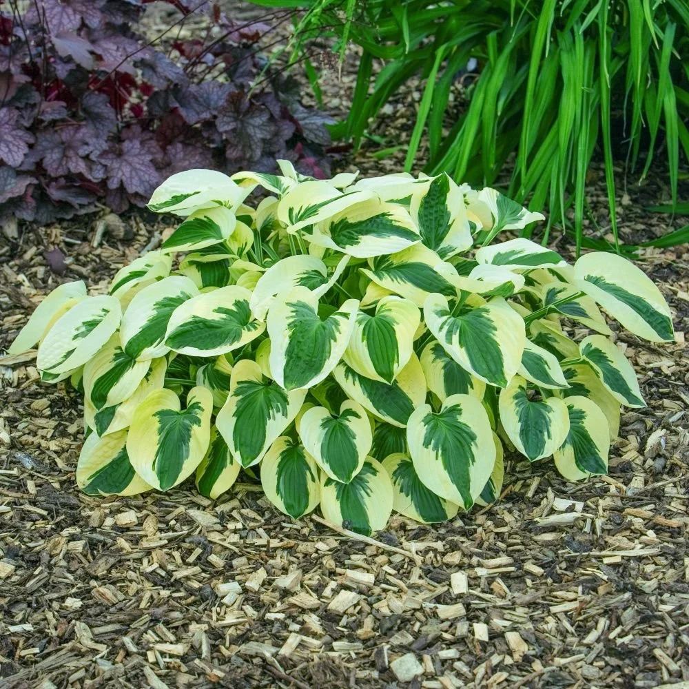 Funkia---Hosta-BRIM-CUP.jpg