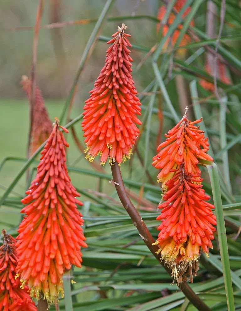 Caulescent-red-hot-poker-Kniphofia-caulescens.webp