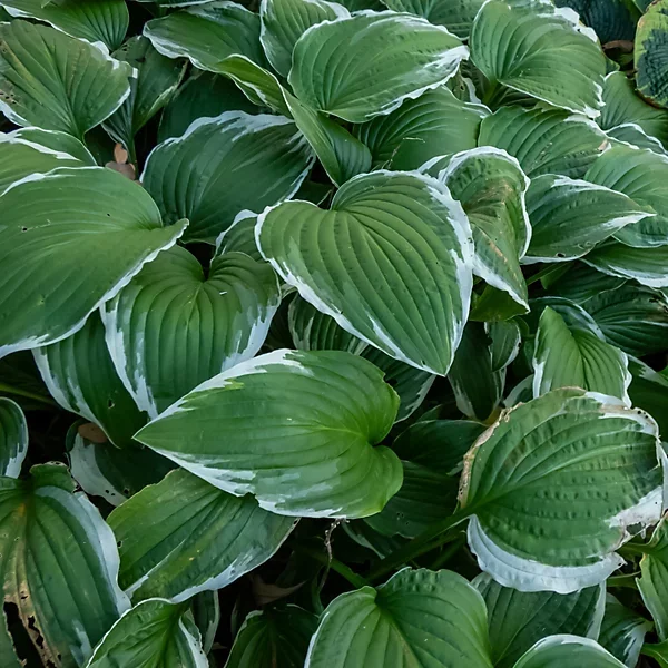 hosta-pizzazz-3ltr-bareroot-marginal-aquatic-pond-plant~5056370139203_01c_MP.webp