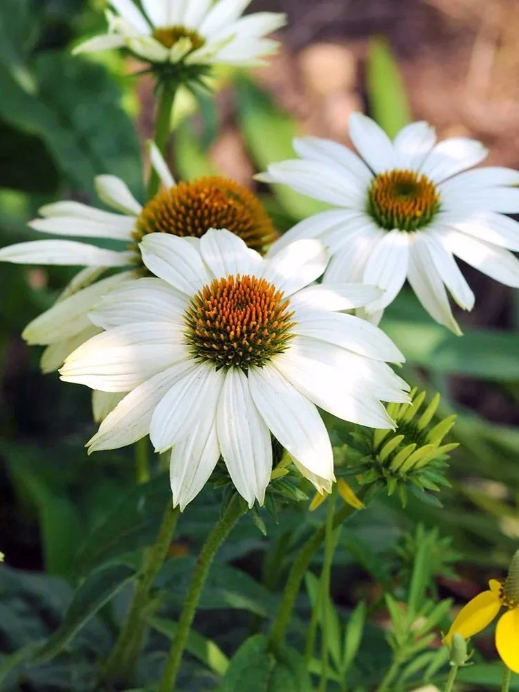 echinacea-white-swan-purpurea_1.jpg