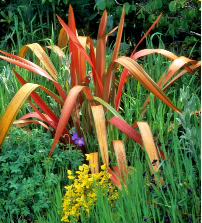 Phormium Cookianum Flamingo - 3Ltr Pot