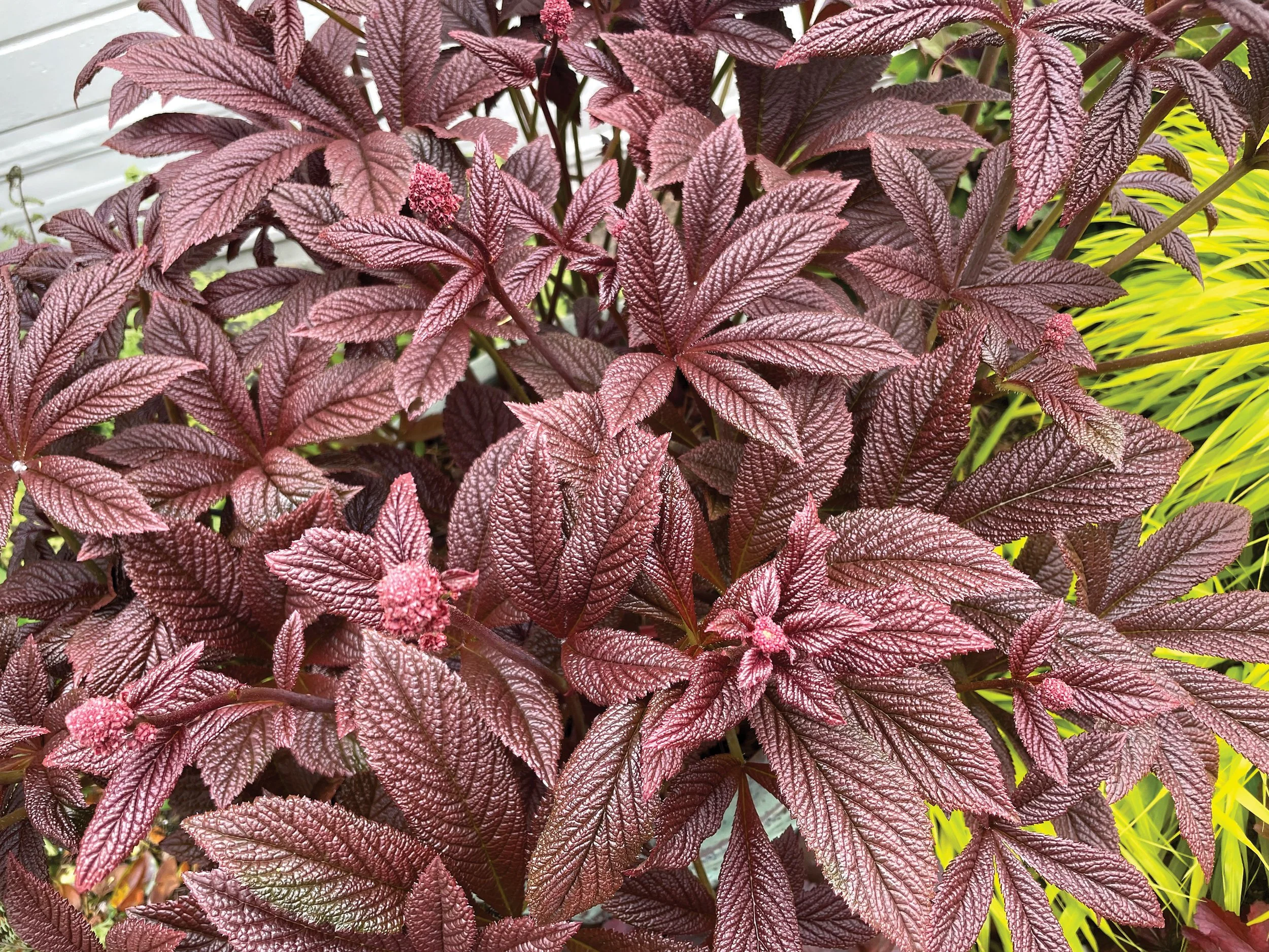 Rodgersia-Bronze-Peacock-16.jpg