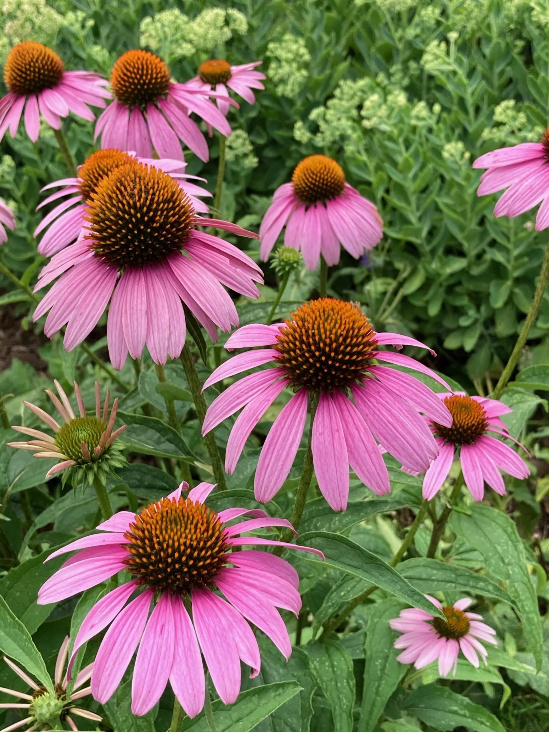 Echinacea-purpurea-Magnus-coneflower-cu-BFM-IMG_0068-scaled.jpeg