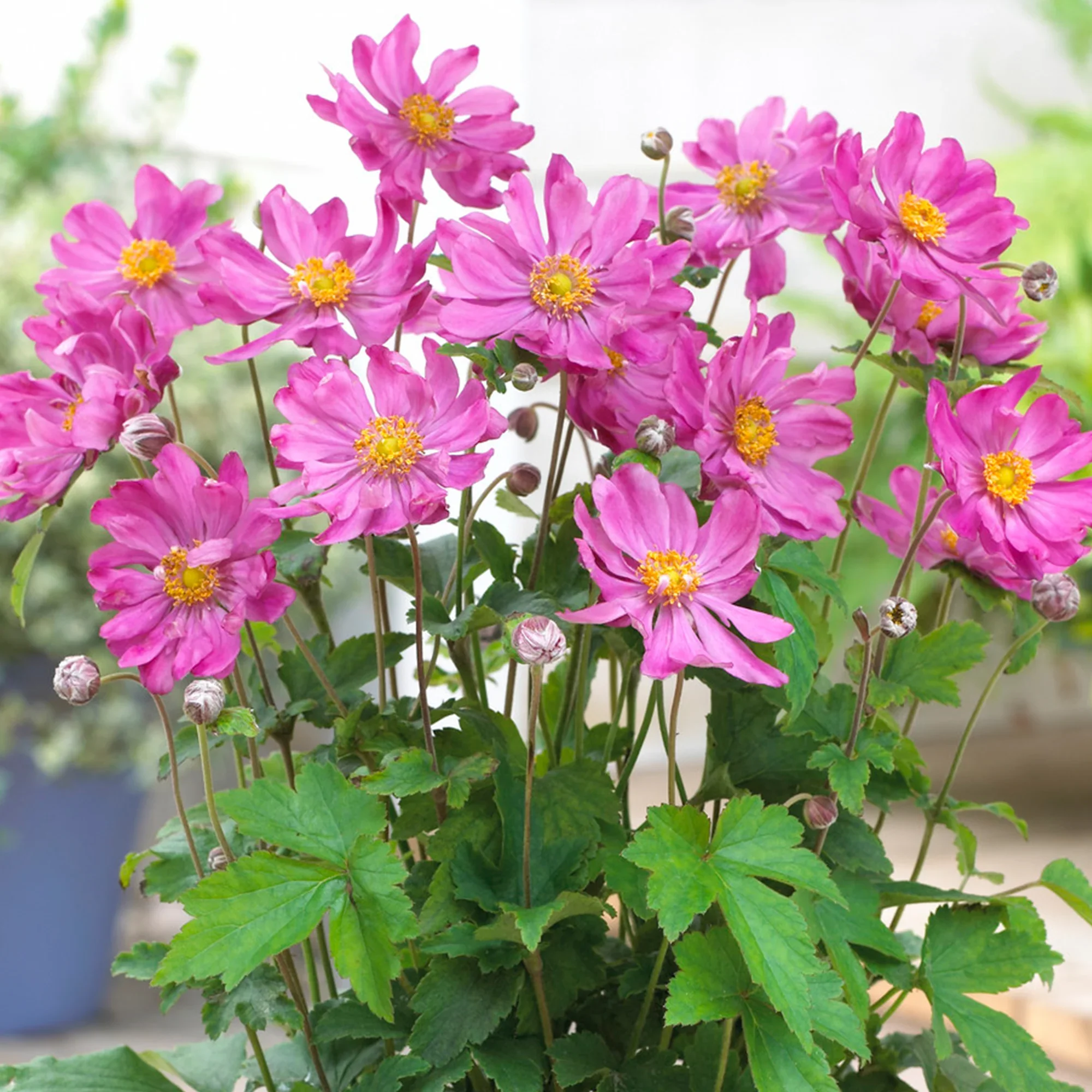 Anemone_20Prinz_20Heinrich_200.webp