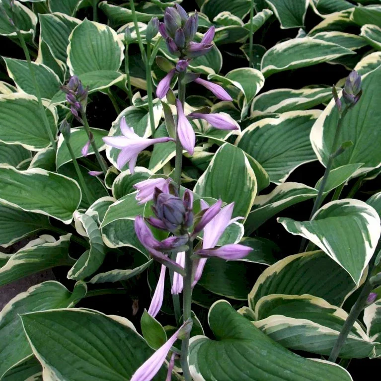 p38053_58280-hosta-hybrid-first-frost-4a75.webp