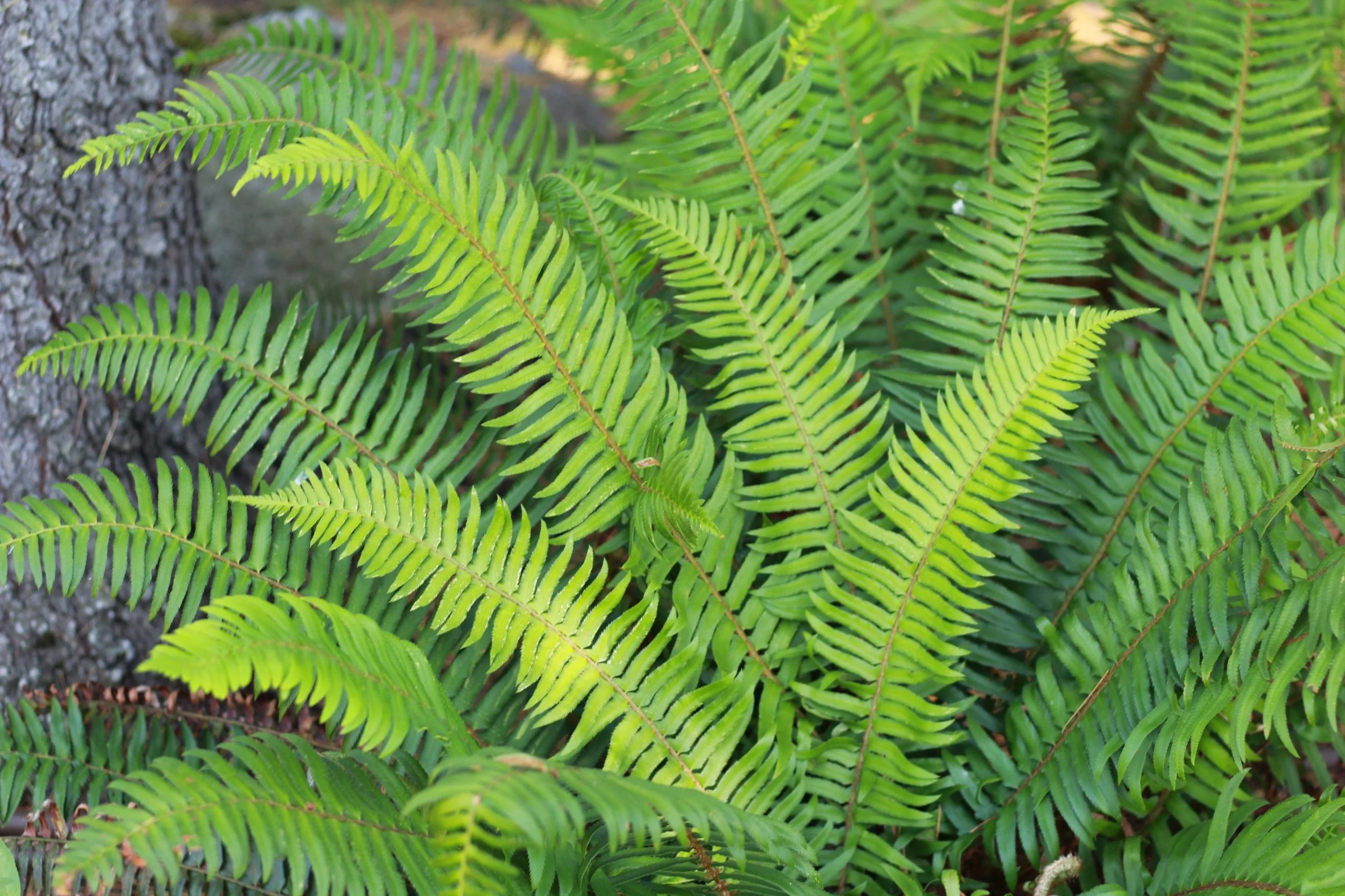 Sword-Fern-64-scaled.jpg