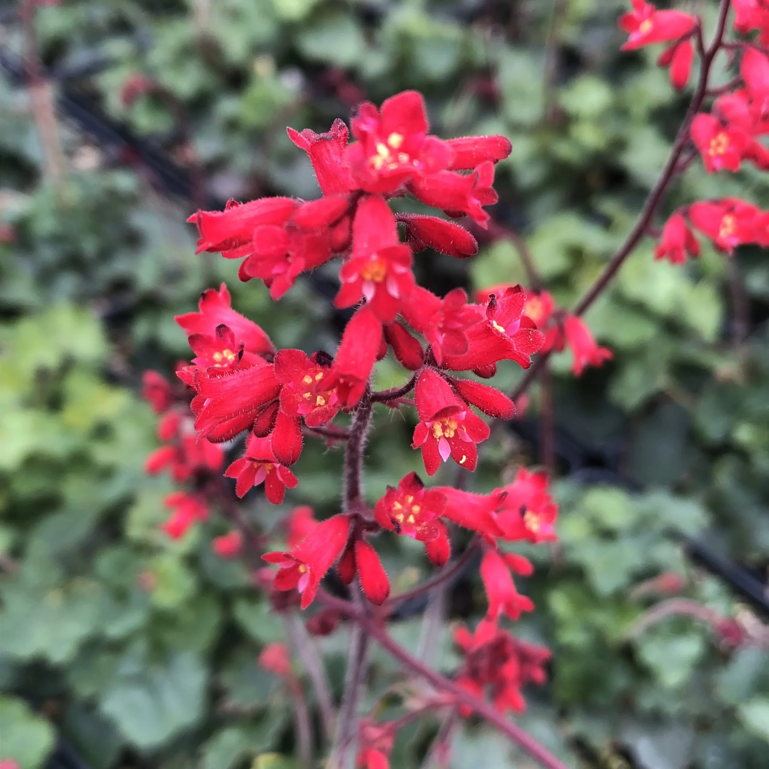 Heuchera-sanguinea-Coral-Petite-March-scaled.webp